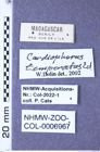 Etiketten zu Cardiophorus temperatus (Candèze, 1895) (NHMW-ZOO-COL-0006967)